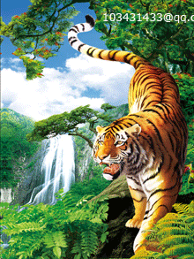 3d animated picture of tiger,3d picture of tiger,tiger 3d lenticular stickers,3d picture posters tiger
